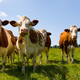 Illustration for article titled If You Want Healthy Cows, Feed Them Magnets